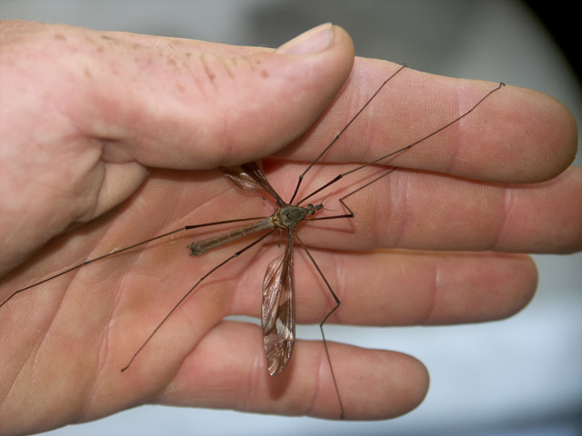 Tipula maxima - Copyright Hugues Mouret